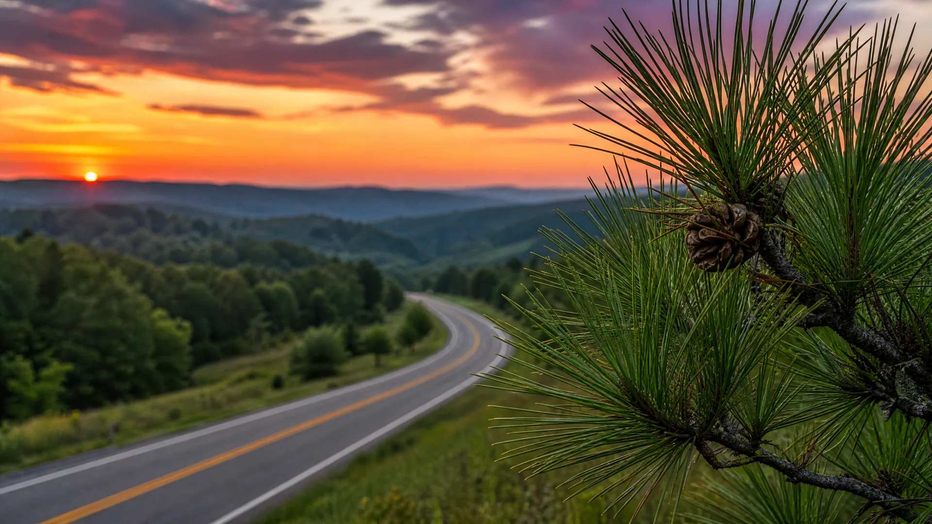 A two-lane road with yellow center lines curves through forested rolling hills at sunset, with a pine branch bearing a cone in sharp focus in the right foreground.