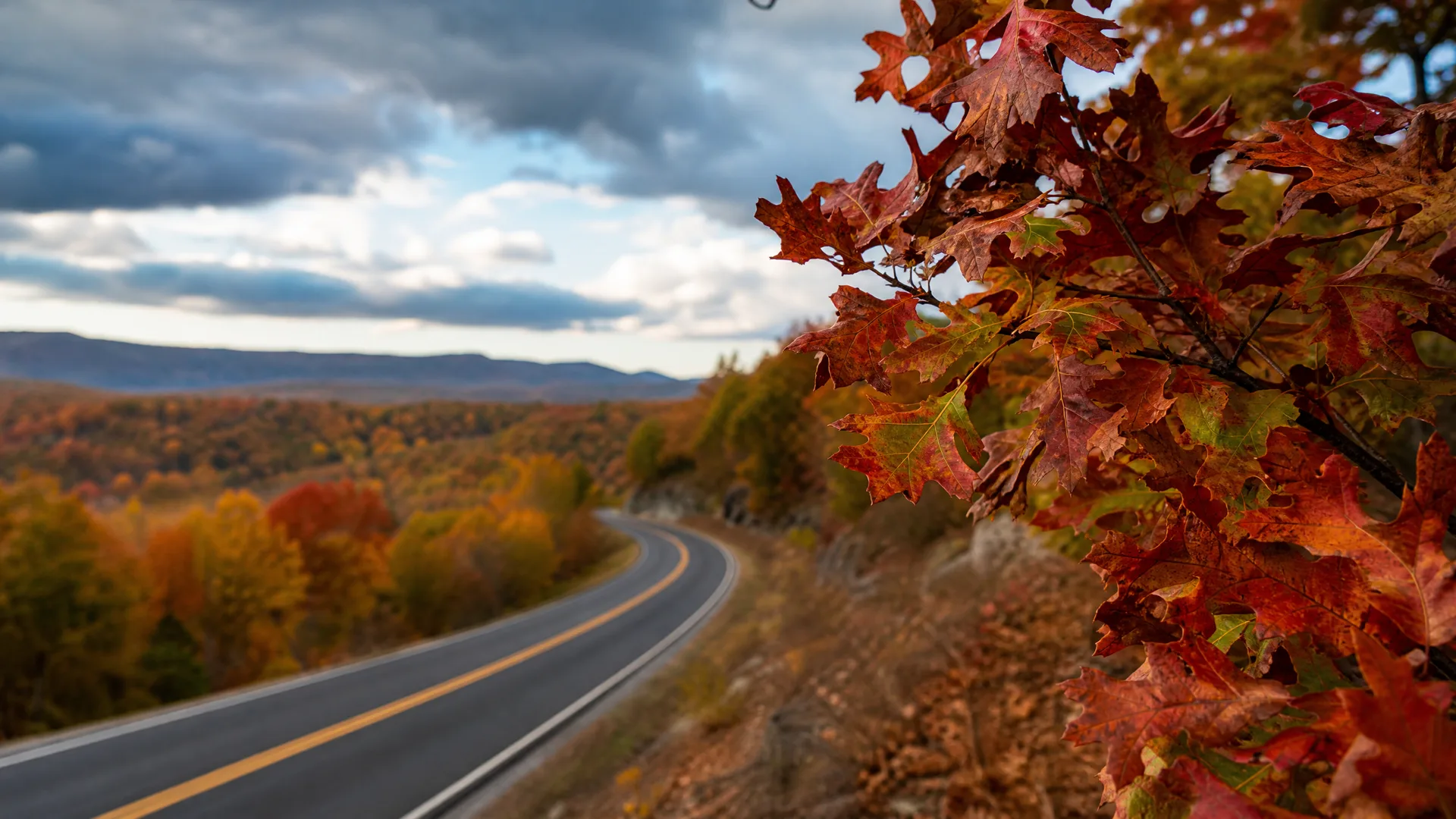 A curving two-lane road with a double yellow center line runs through hills of autumn-colored trees, with red and green oak leaves in sharp focus in the foreground and distant ridges under a cloudy sky.