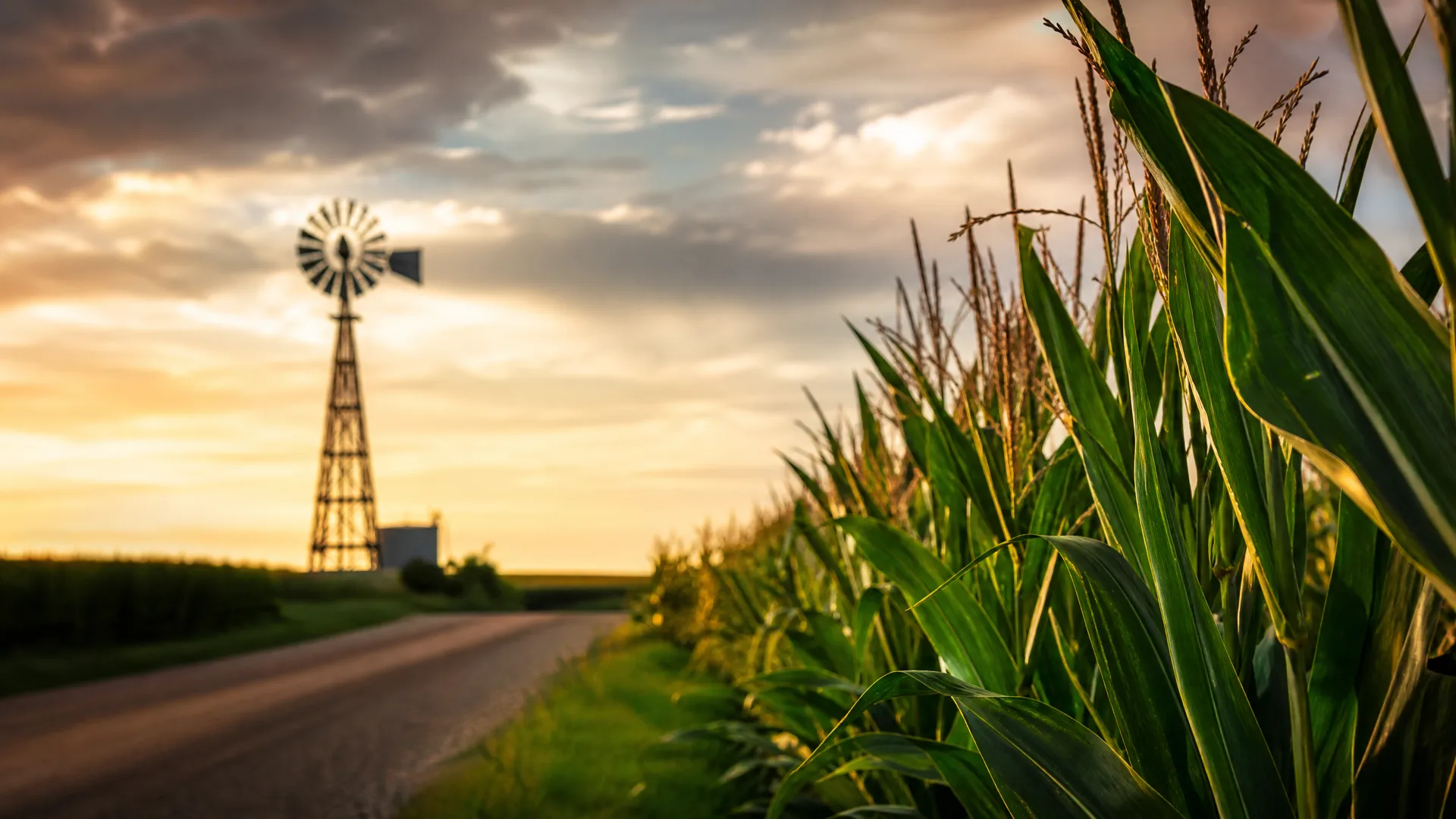 A rural road beside a cornfield at sunset, with tasseled corn plants in sharp focus on the right and a silhouetted metal windmill and small building in the blurred distance under a cloudy sky.