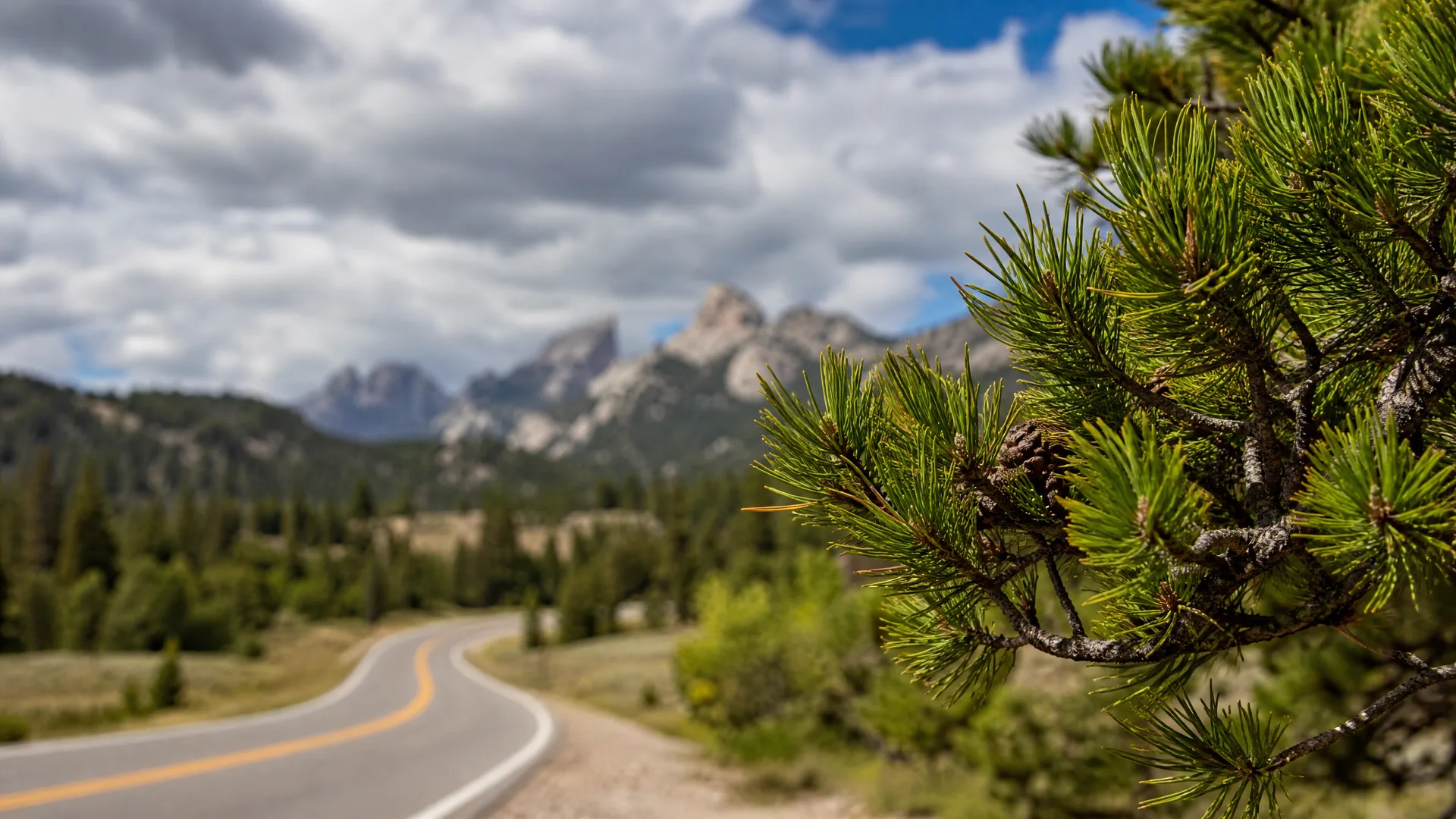 A pine branch with needles and a small cone in sharp focus at right, with a blurred two-lane road curving through conifer forest toward rocky peaks under a cloudy sky.